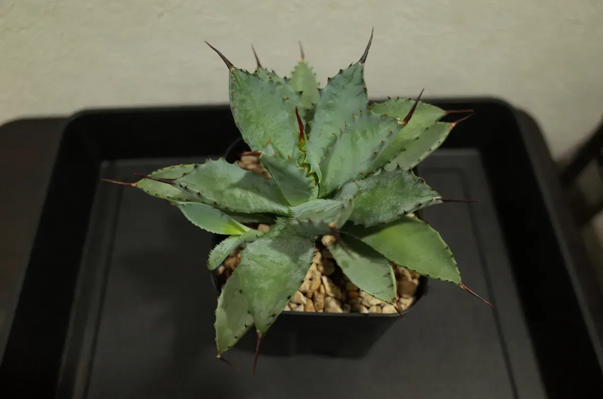 アガベを1株買ったら、植物棚まで作ることになったの記事画像