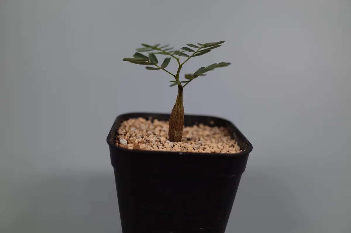 センナ・メリディオナリスが発芽しない。種皮を削って播き直したら発芽したの記事画像