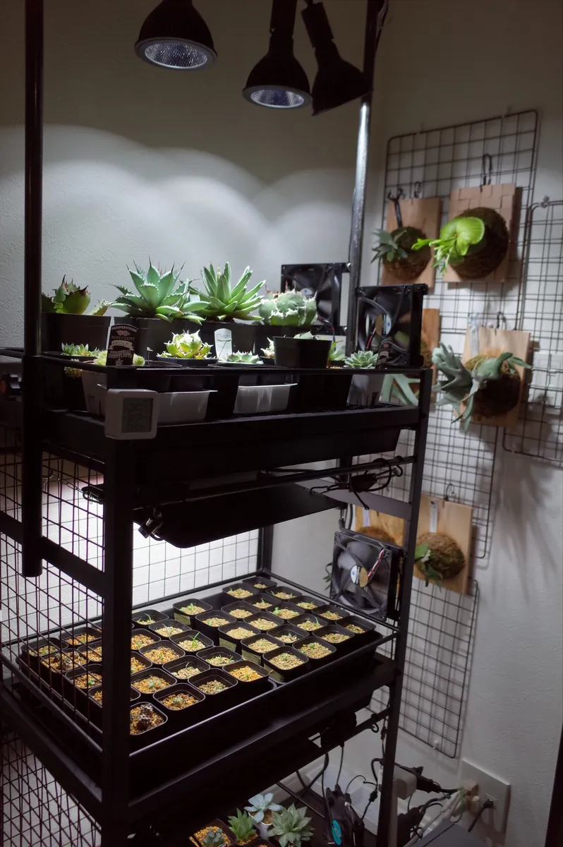 室内で植物を育てるために、植物棚をセミオーダーの記事画像