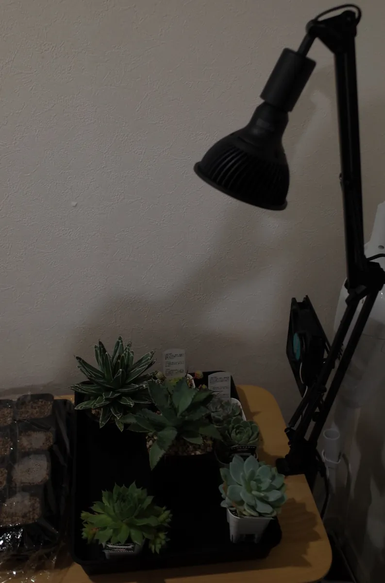 アガベを1株買ったら、植物棚まで作ることになったの記事画像