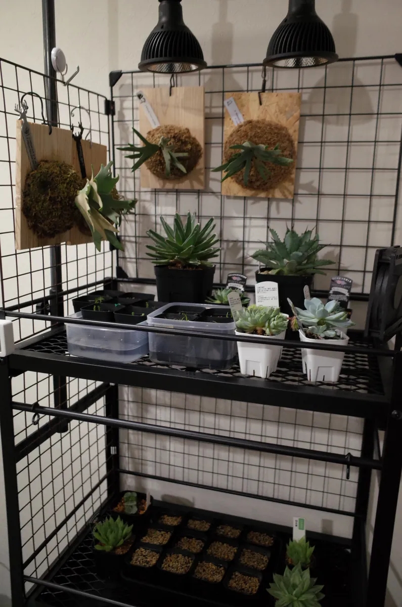 室内で植物を育てるために、植物棚をセミオーダーの記事画像