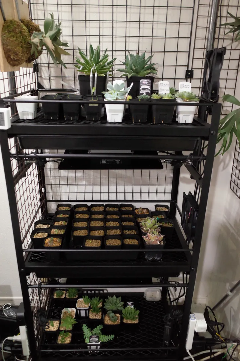 植物棚のスナップショット写真
