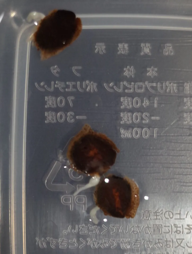亀甲竜が発芽しない。夏の播種から低温管理で発芽させるまでの記事画像