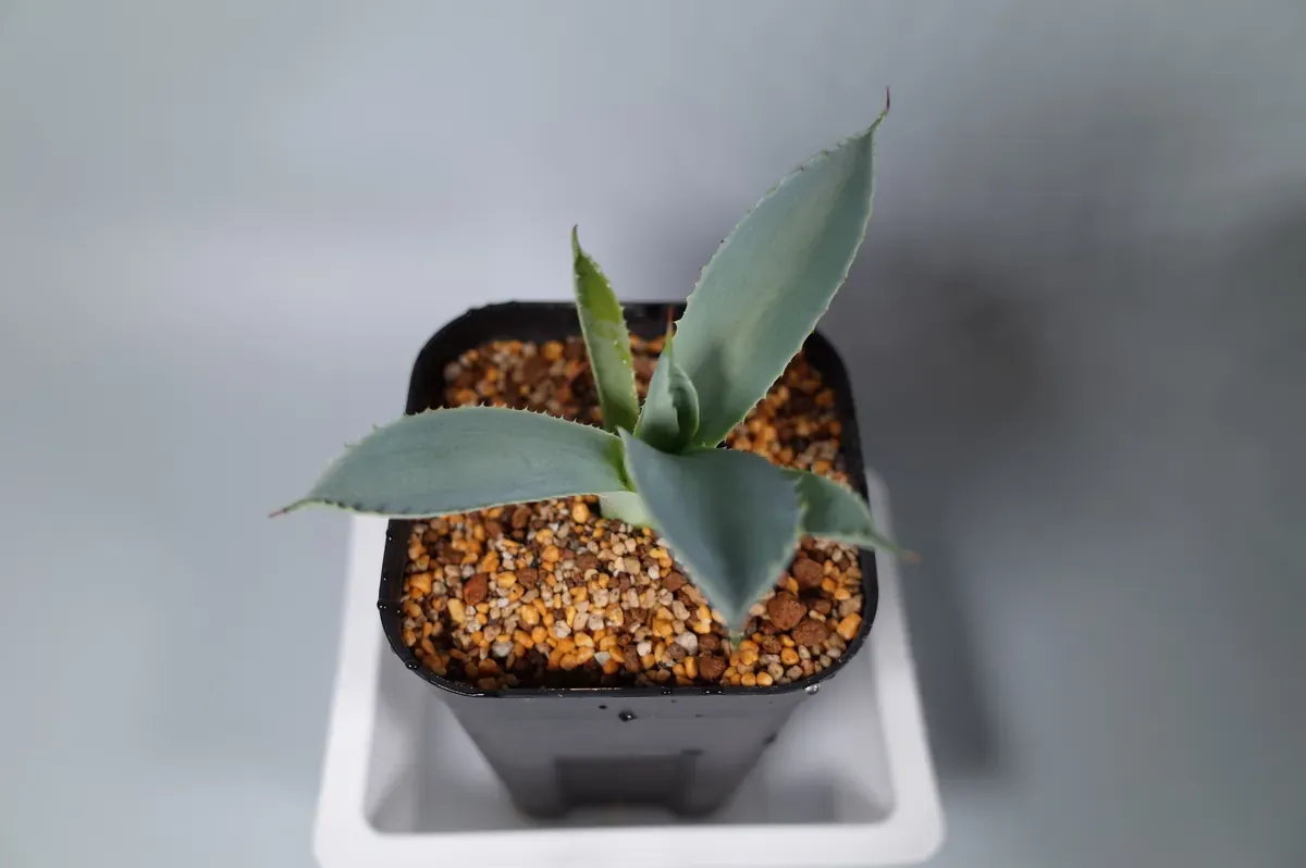 アガベを1株買ったら、植物棚まで作ることになったの記事画像