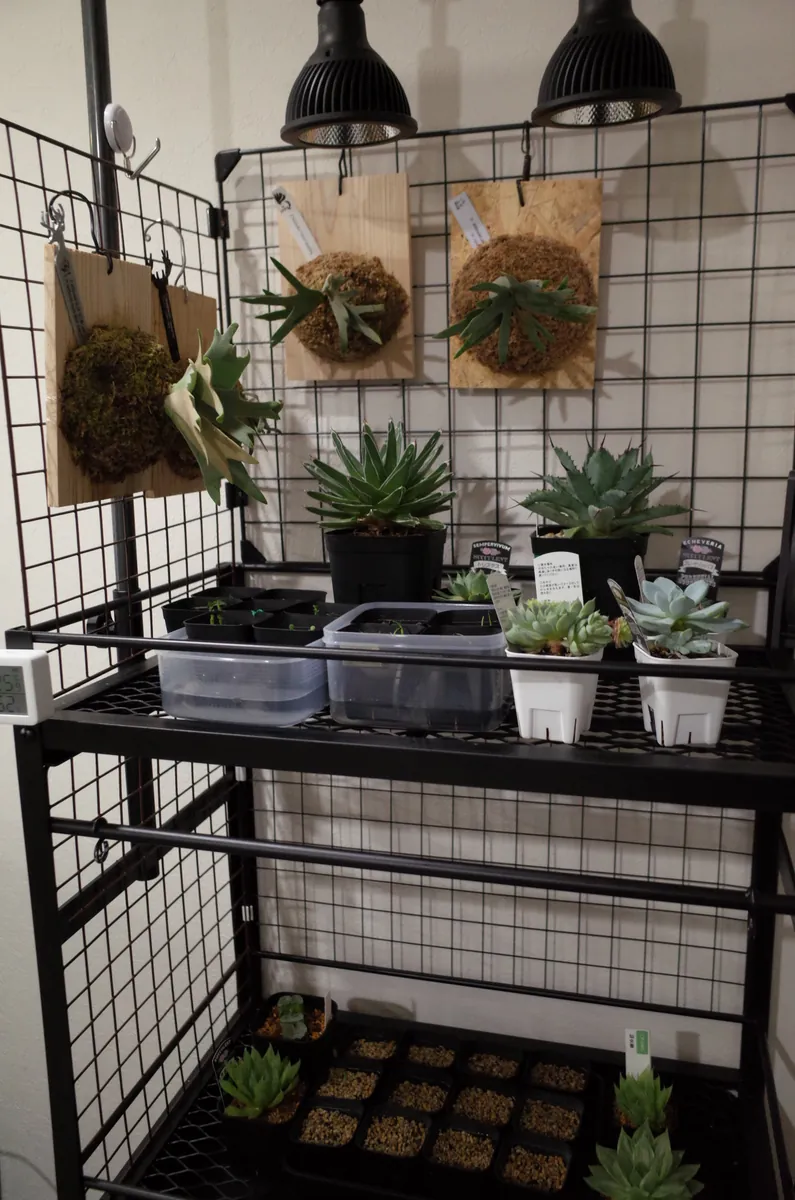 植物棚のスナップショット写真